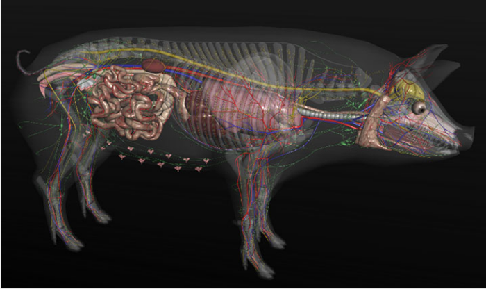 Tela de anatomia Ceterinaria Digital