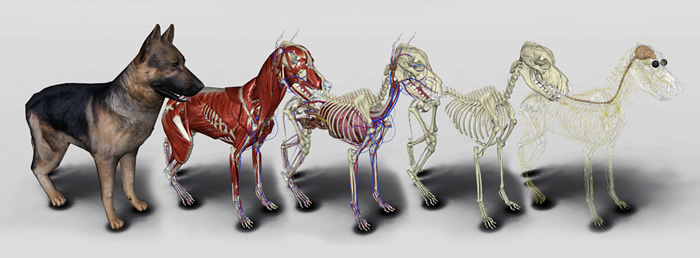 Mesa Interativa de Anatomia Veterinária Digital